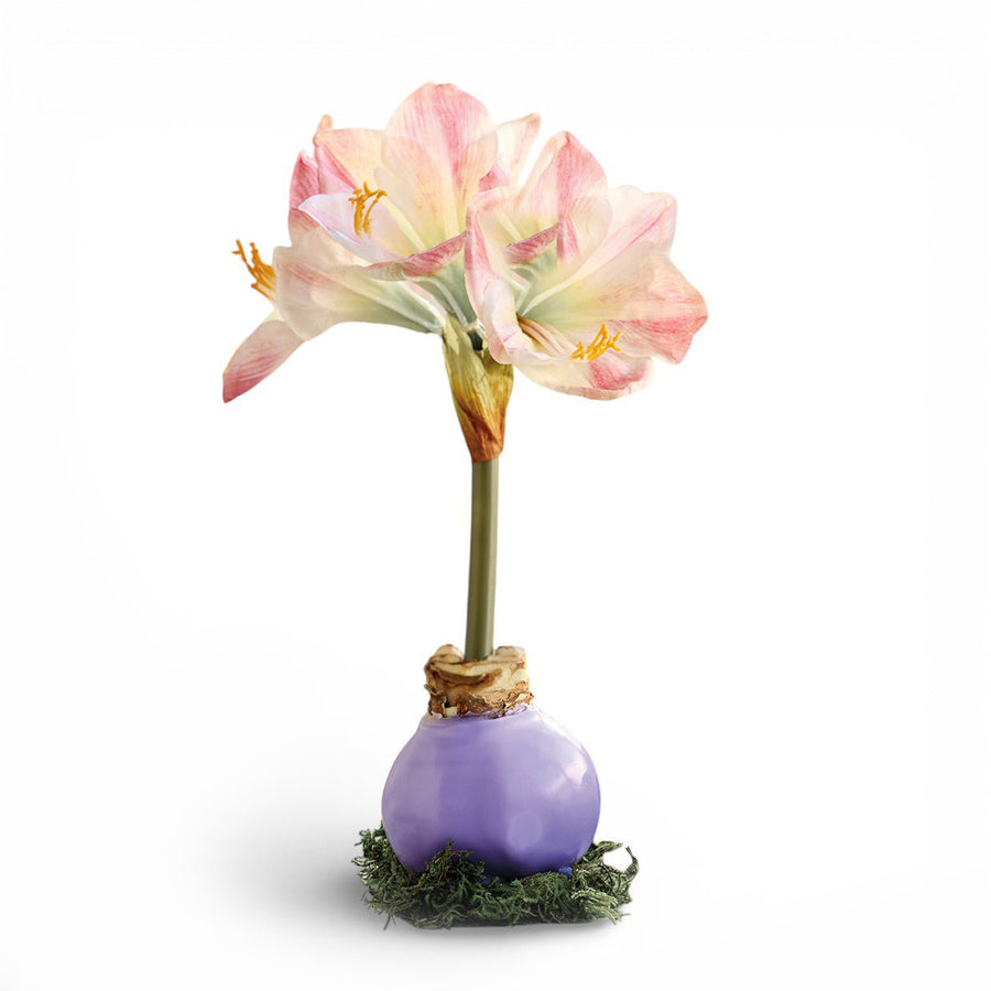 Monticello Lavender Wax Amaryllis Bulb - Monticello Shop
