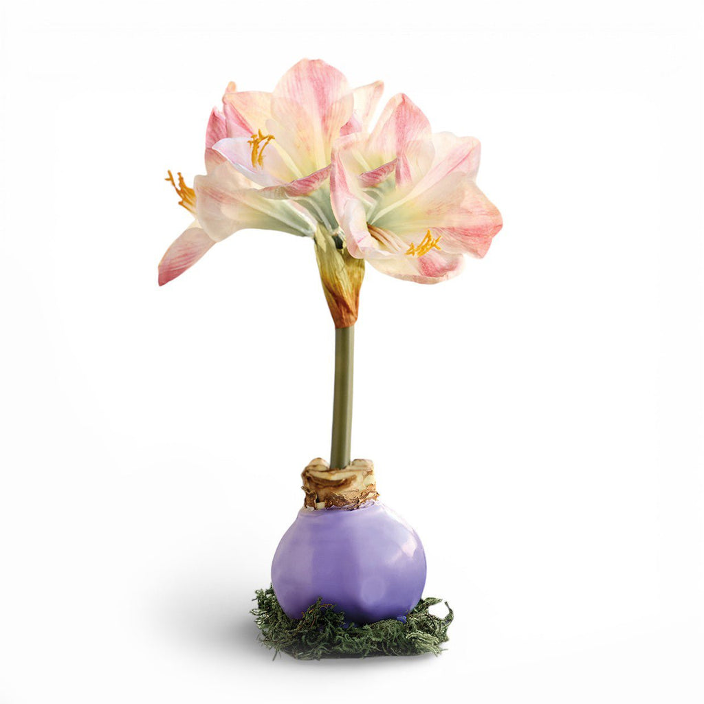 Monticello Lavender Wax Amaryllis Bulb  Monticello Shop