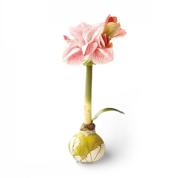 Monticello Spring Amaryllis Bulb - Monticello Shop