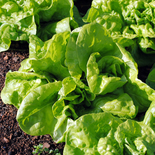 Tennis Ball  Lettuce Seeds (Lactuca sativa cv.)