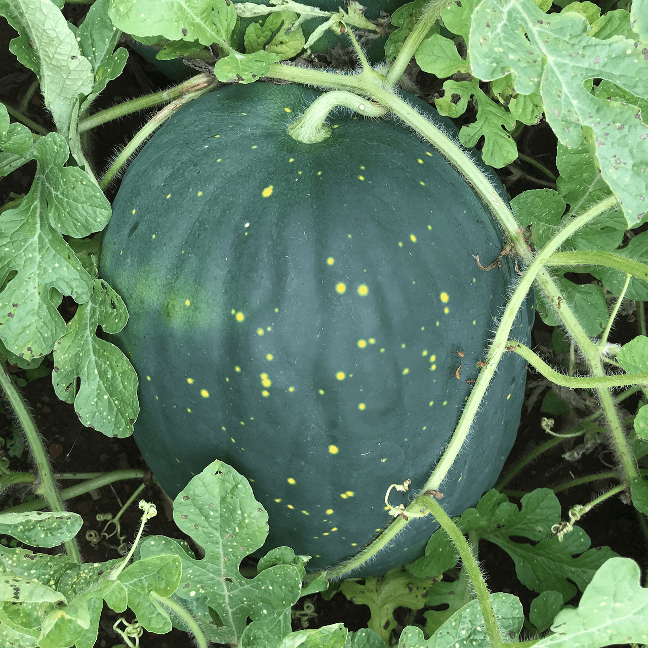 Monticello Shop Moon and Stars Watermelon Seeds