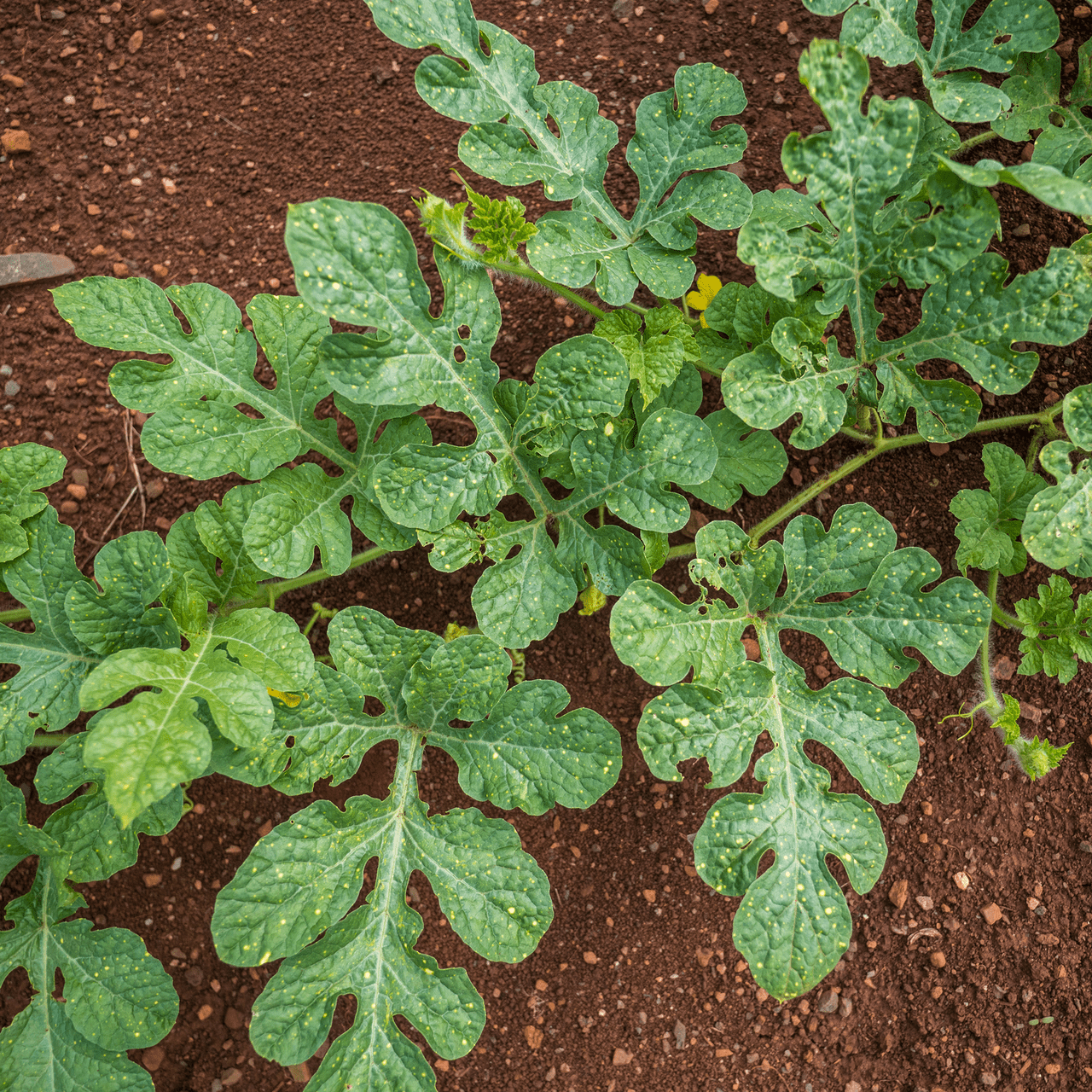 Monticello Shop Moon and Stars Watermelon Seeds - Thumbnail 2