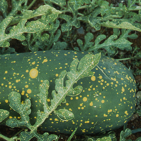 Moon and Stars Watermelon Seeds (Citrullus lanatus cv.)