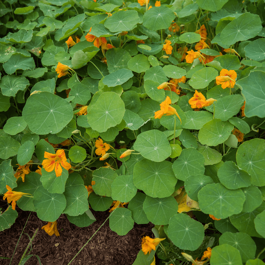 nasturtium seed planting depth Nasturtium Seeds (Tropaeolum majus)