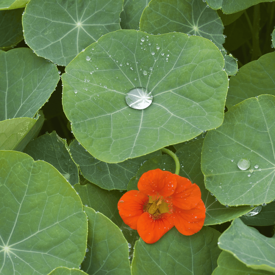 flower nasturtium seeds Nasturtium Seeds (Tropaeolum majus) – Monticello Shop