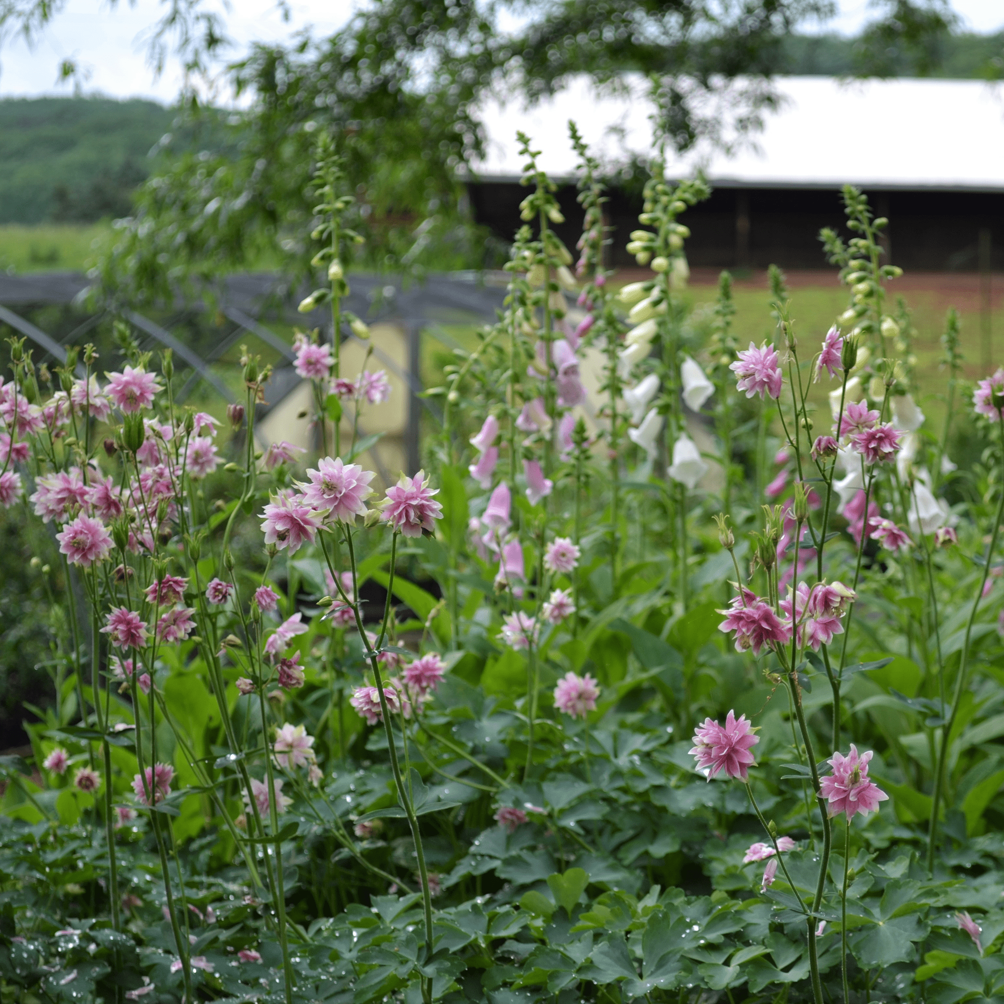 Monticello Shop Nora Barlow Columbine Seeds - Thumbnail 3