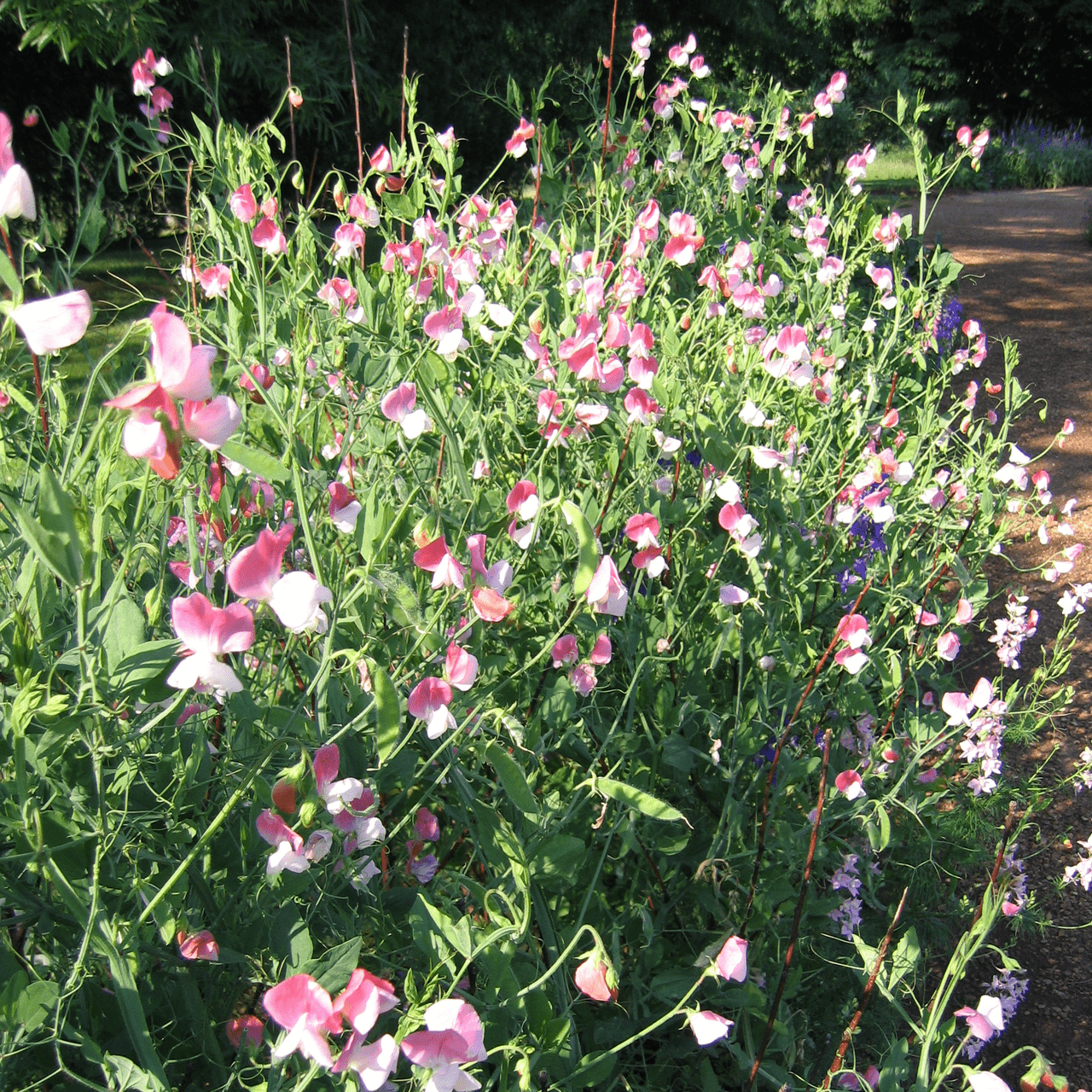 pink lady flower seeds Painted Lady Sweet Pea Seeds (Lathyrus odoratus cv.) – Monticello Shop