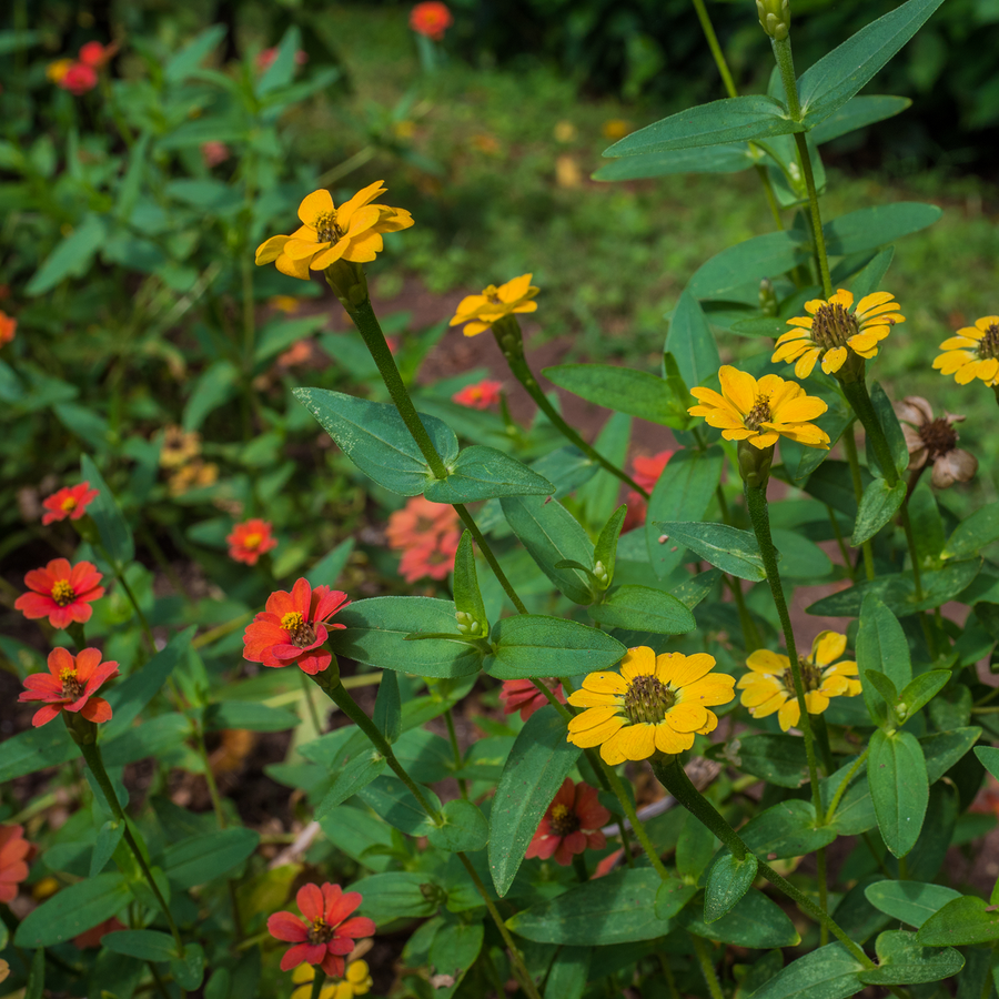 Peruvian Zinnia Seeds (Zinnia peruviana)