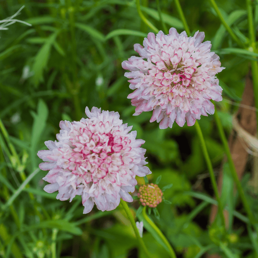 Pincushion Flower Seeds (Scabiosa atropurpurea) - Monticello Shop