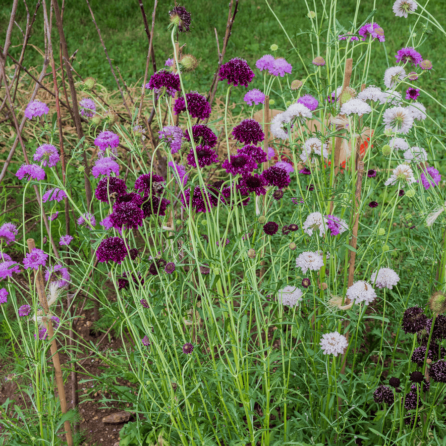 pincushion plant seeds Pincushion Flower Seeds (Scabiosa atropurpurea)