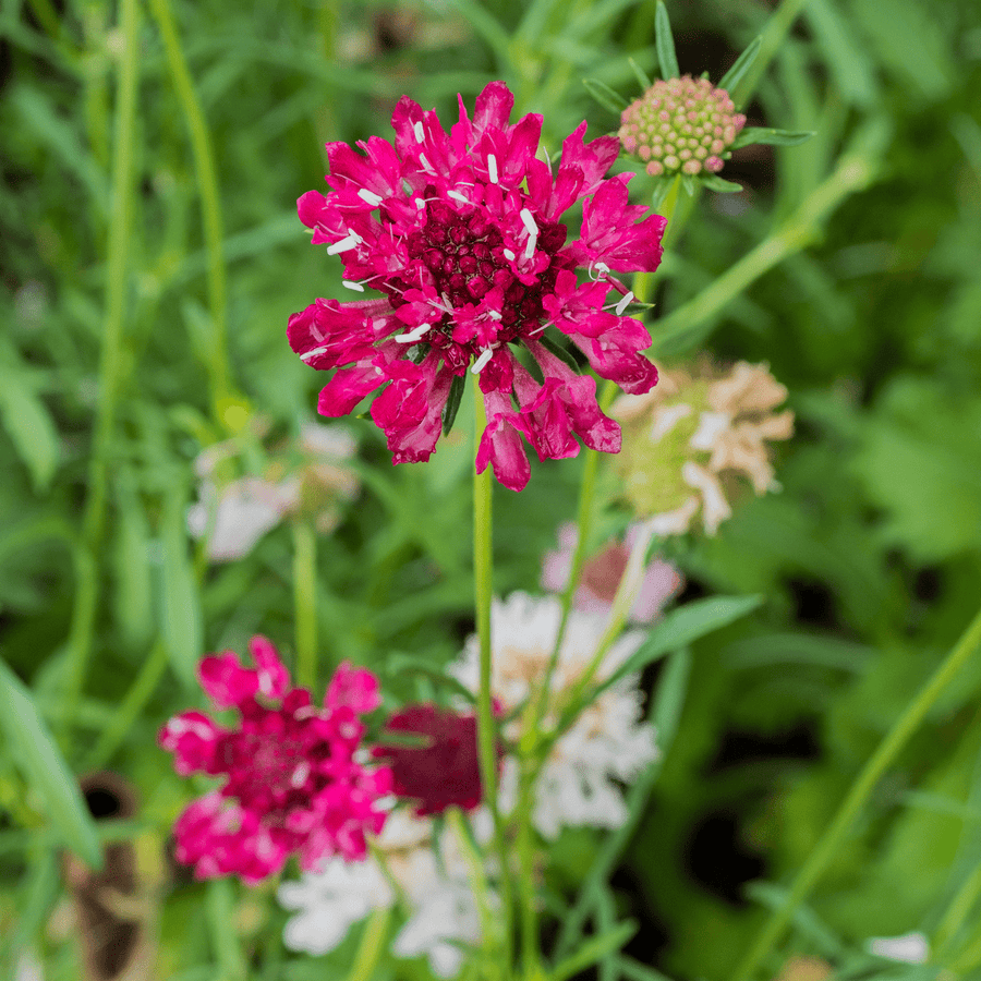 Pincushion Flower Seeds (Scabiosa atropurpurea) - Monticello Shop