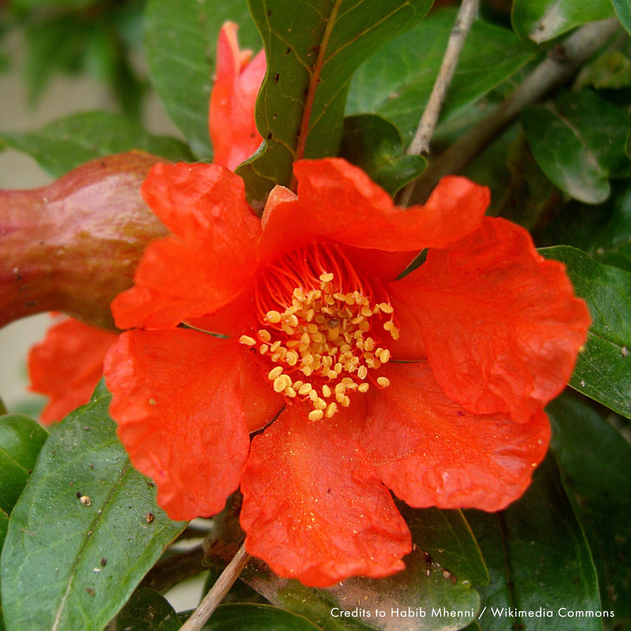 Pomegranate (Punica granatum) - Monticello Shop