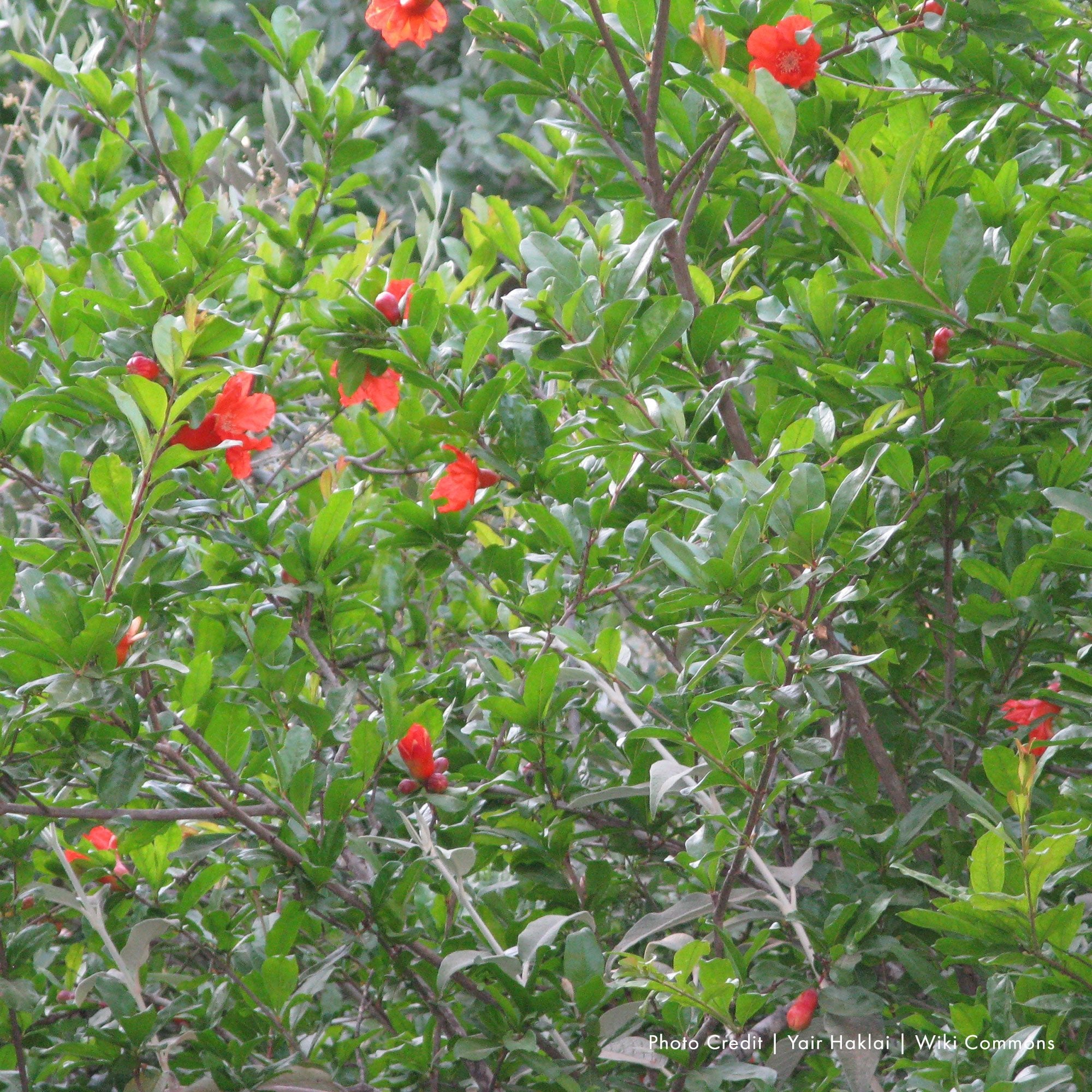 Pomegranate (Punica granatum) – Monticello Shop