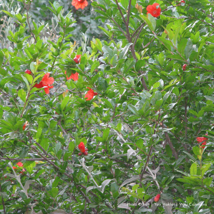 Pomegranate (Punica granatum) - Monticello Shop