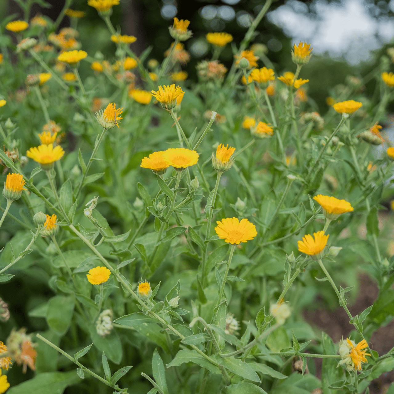 Monticello Shop Pot Marigold Calendula Seeds