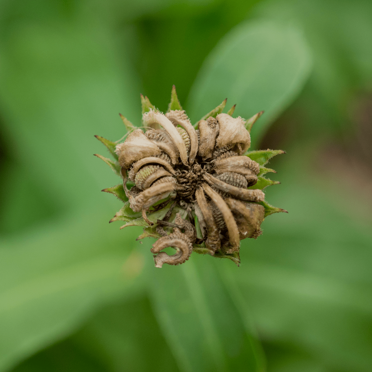marigold calendula seeds Pot Marigold