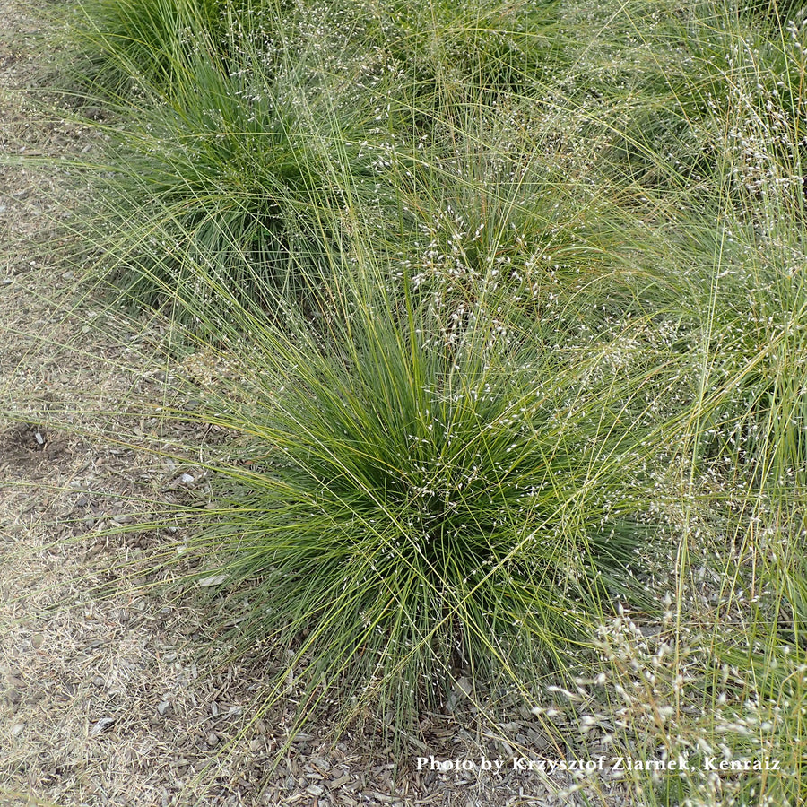 Prairie Dropseed (Sporobolus Heterolepis) - Monticello Shop
