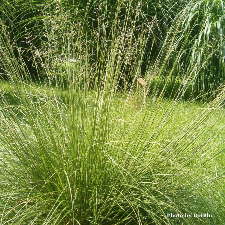 Prairie Dropseed (Sporobolus Heterolepis) - Monticello Shop