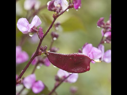 Hyacinth Bean Seeds (Dolichos lablab)