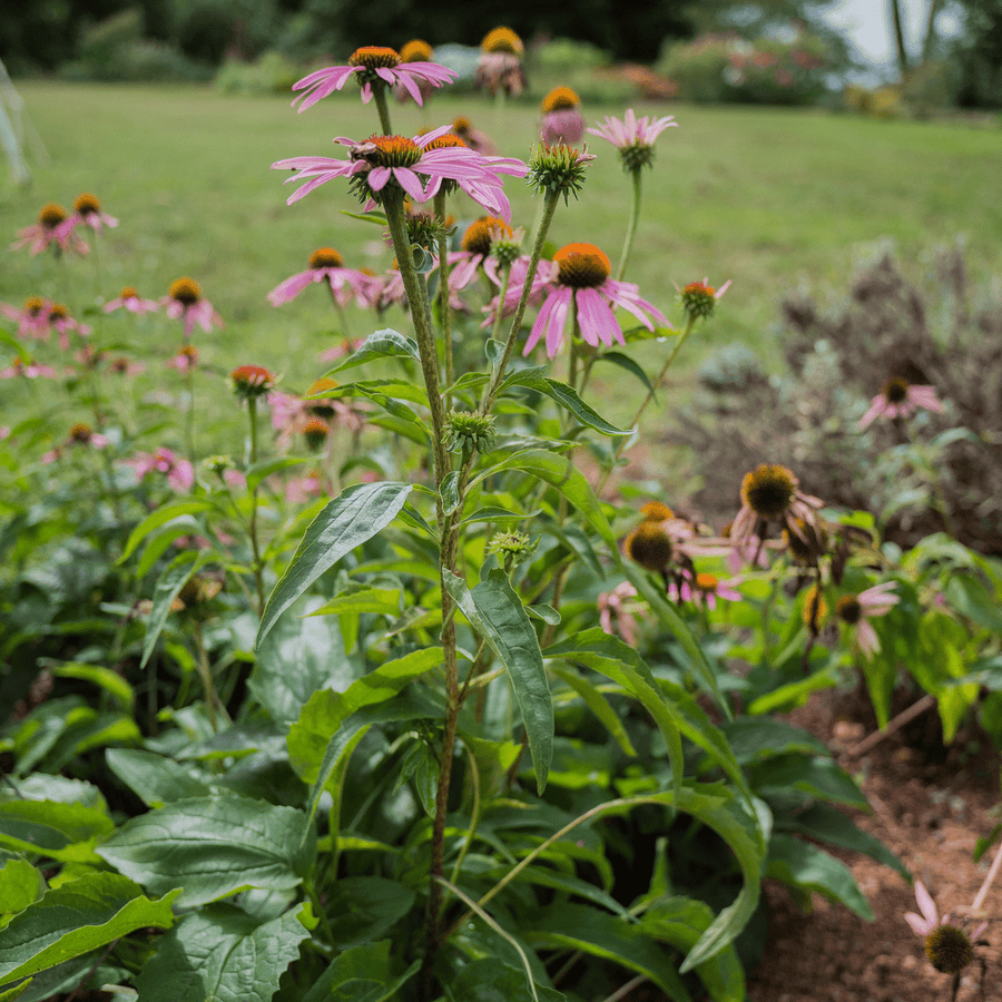 echinacea purpurea seeds for sale Purple Coneflower Seeds (Echinacea purpurea)