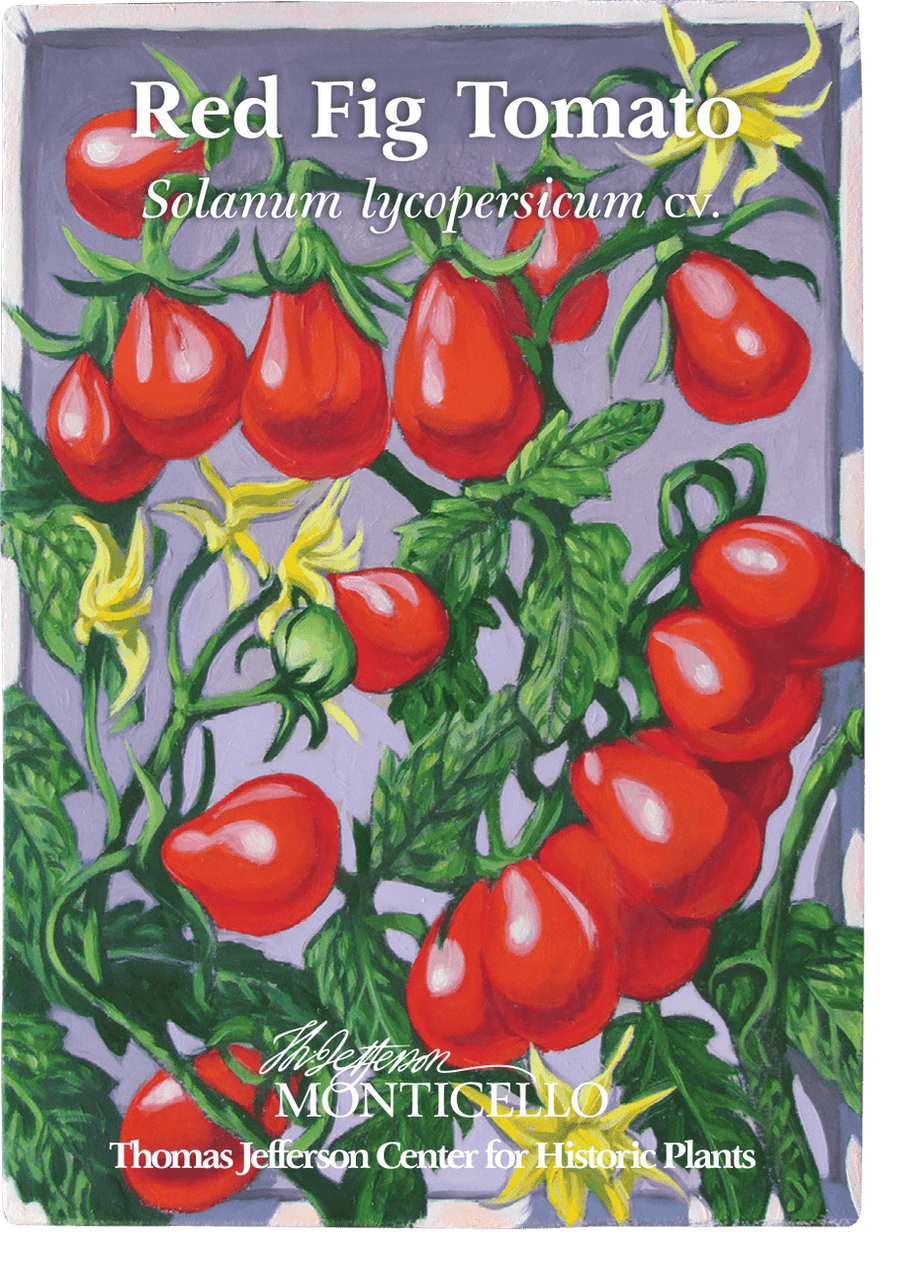 cherry tomato plant seeds Red Fig Tomato Seeds (Solanum lycopersicum cv.) – Monticello Shop