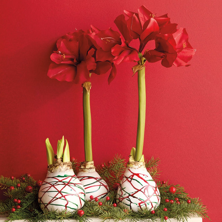Red & Green Wax Amaryllis Bulb - Monticello Shop
