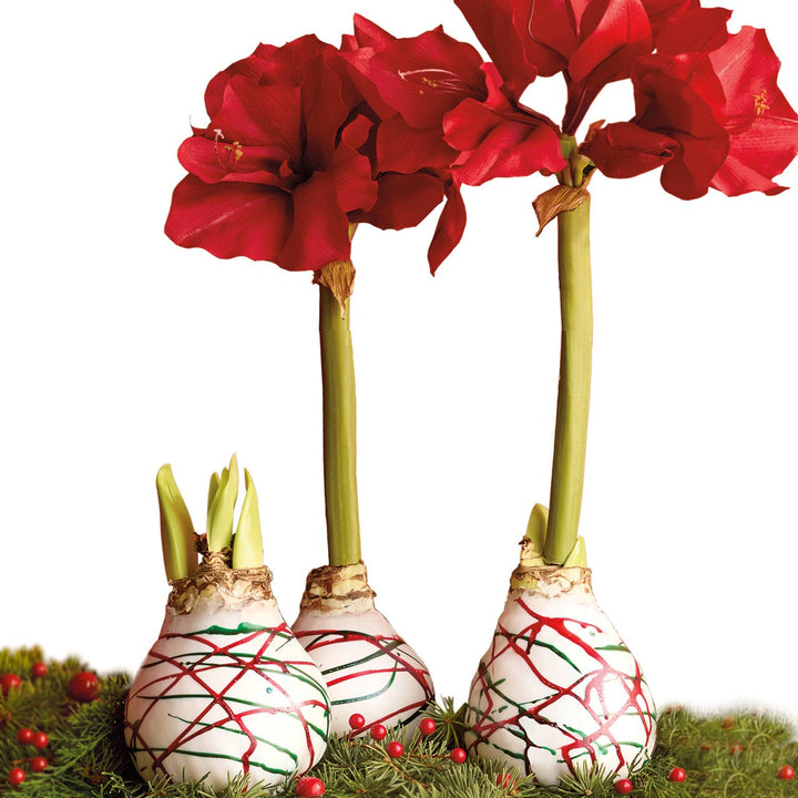 Red & Green Wax Amaryllis Bulb - Monticello Shop