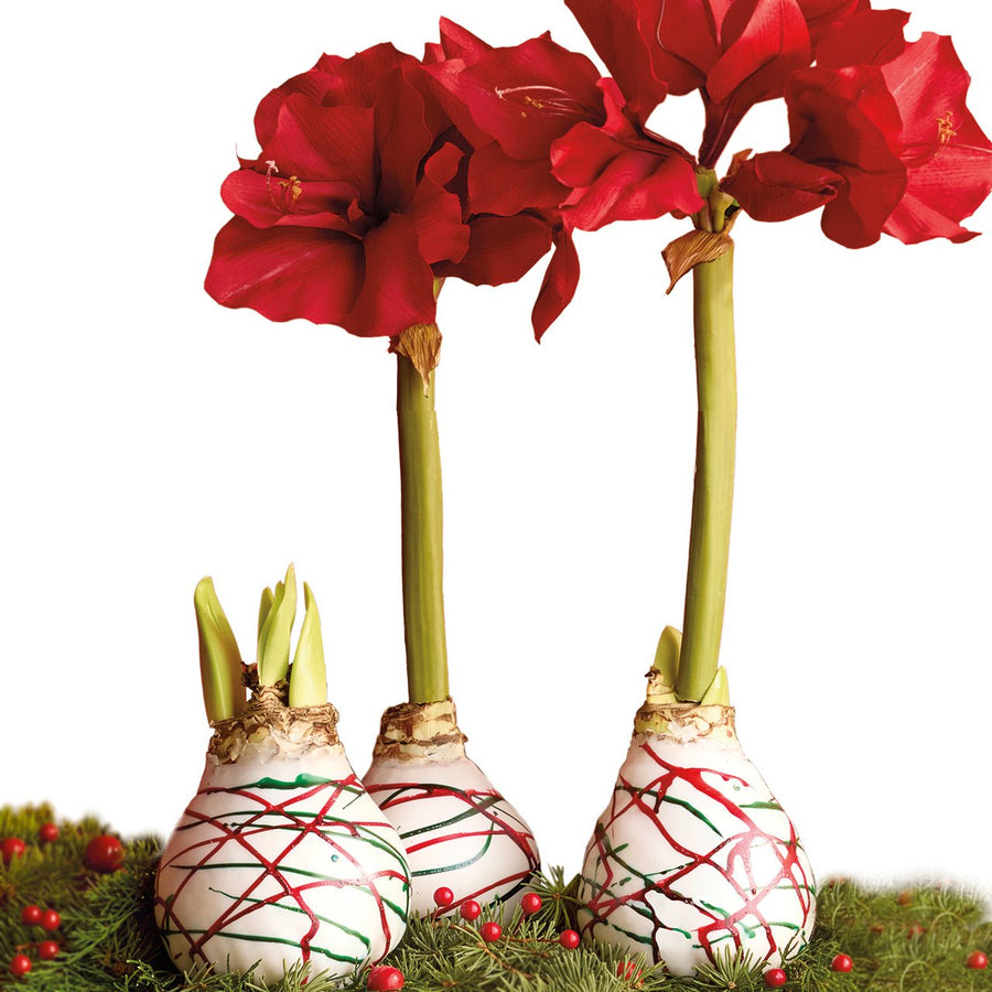 Red & Green Wax Amaryllis Bulb - Monticello Shop
