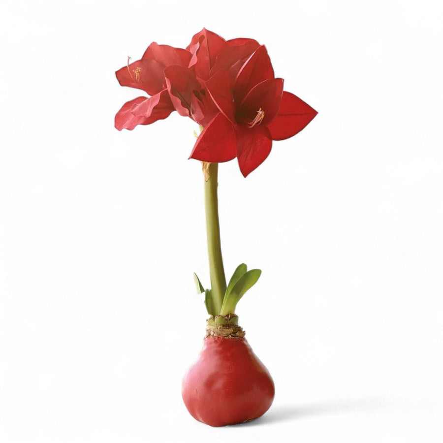 Red Wax Amaryllis Bulb - Monticello Shop