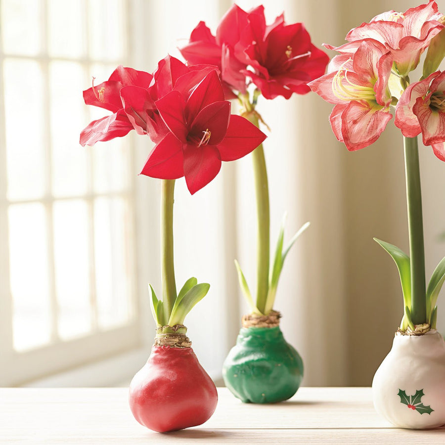 Red Wax Amaryllis Bulb - Monticello Shop