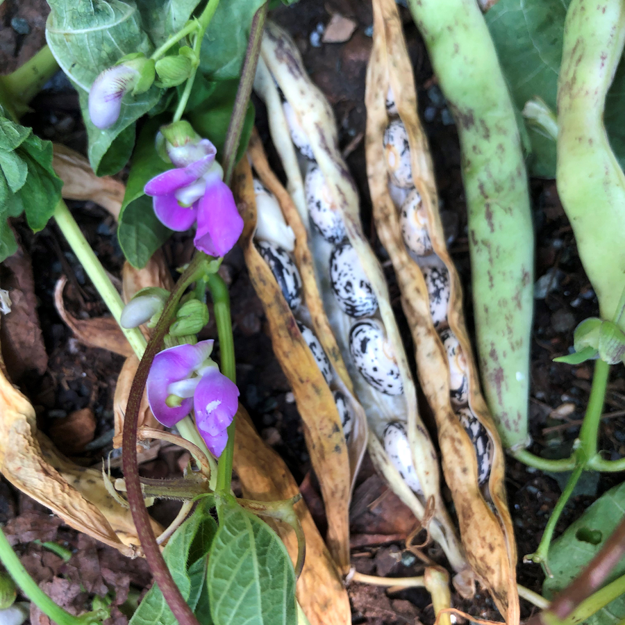 Refugee Bean Seeds (Phaseolus vulgaris cv.)