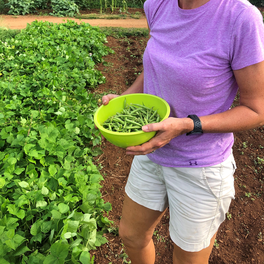 Refugee Beans in the vegetable garden at Monticello