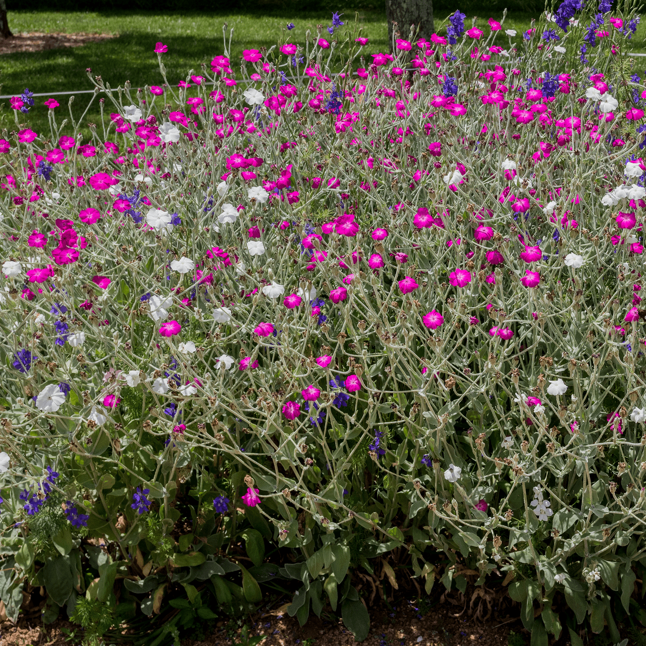 champion flower seed Rose Campion Seeds (Lychnis coronaria) – Monticello Shop