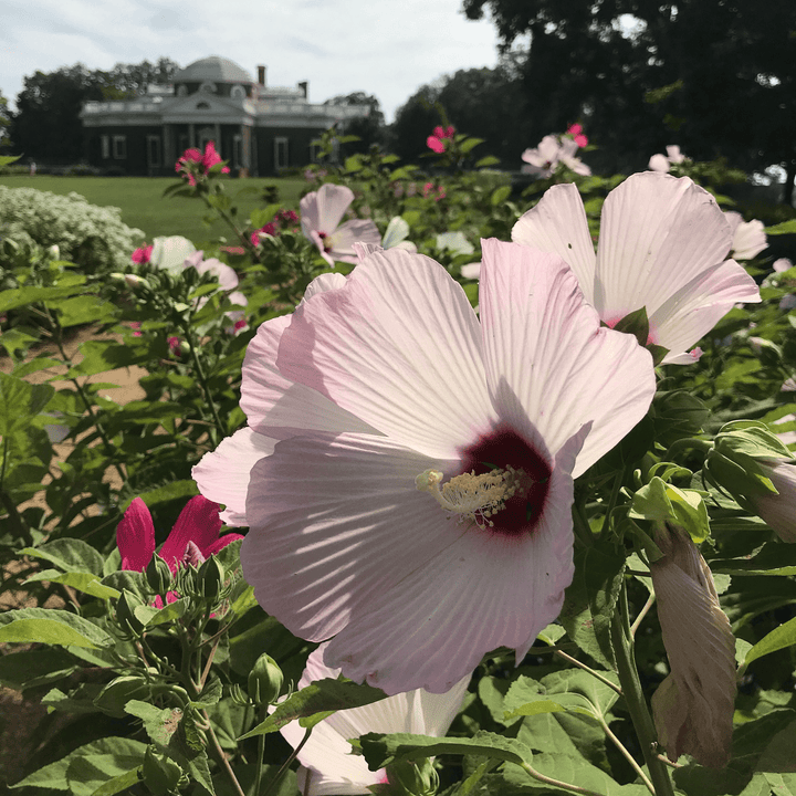 Rose Mallow Seeds (Hibiscus moscheutos) - Monticello Shop