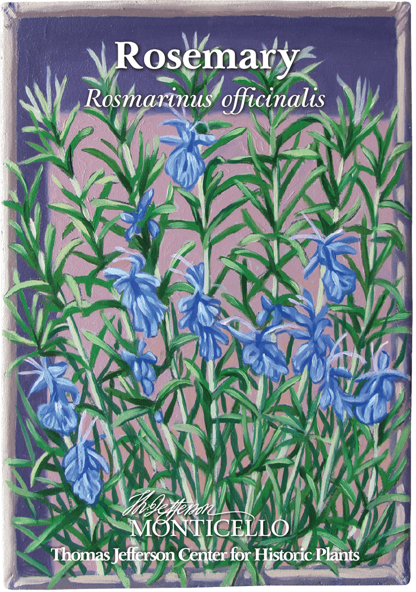 rosemary plant seeds Rosemary Seeds (Rosmarinus officinalis) – Monticello Shop