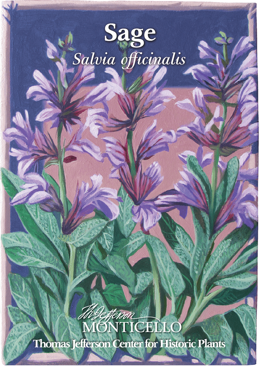 salvia plant seed Sage Seeds (Salvia officinalis) – Monticello Shop