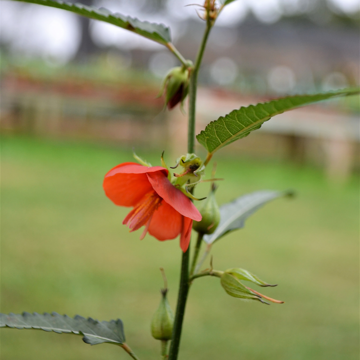 Scarlet Pentapetes Seeds (Pentapetes phoenicea)