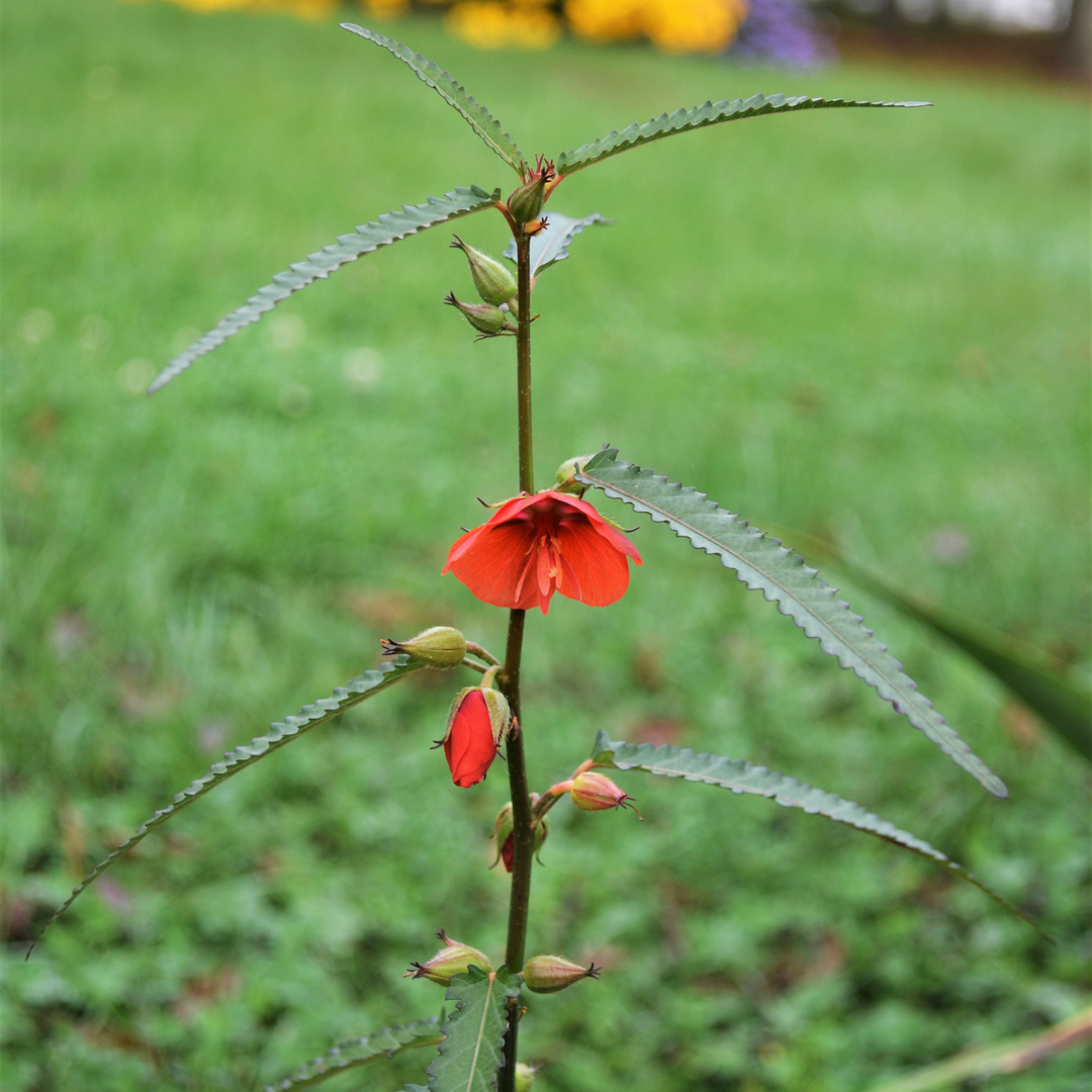 Scarlet Pentapetes Seeds (Pentapetes phoenicea)
