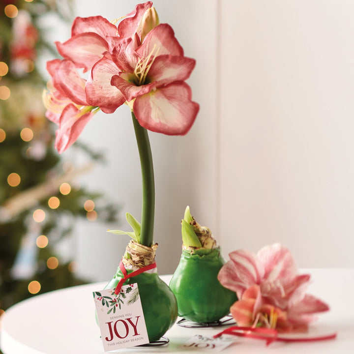 Sending Joy Amaryllis Bulb - Monticello Shop