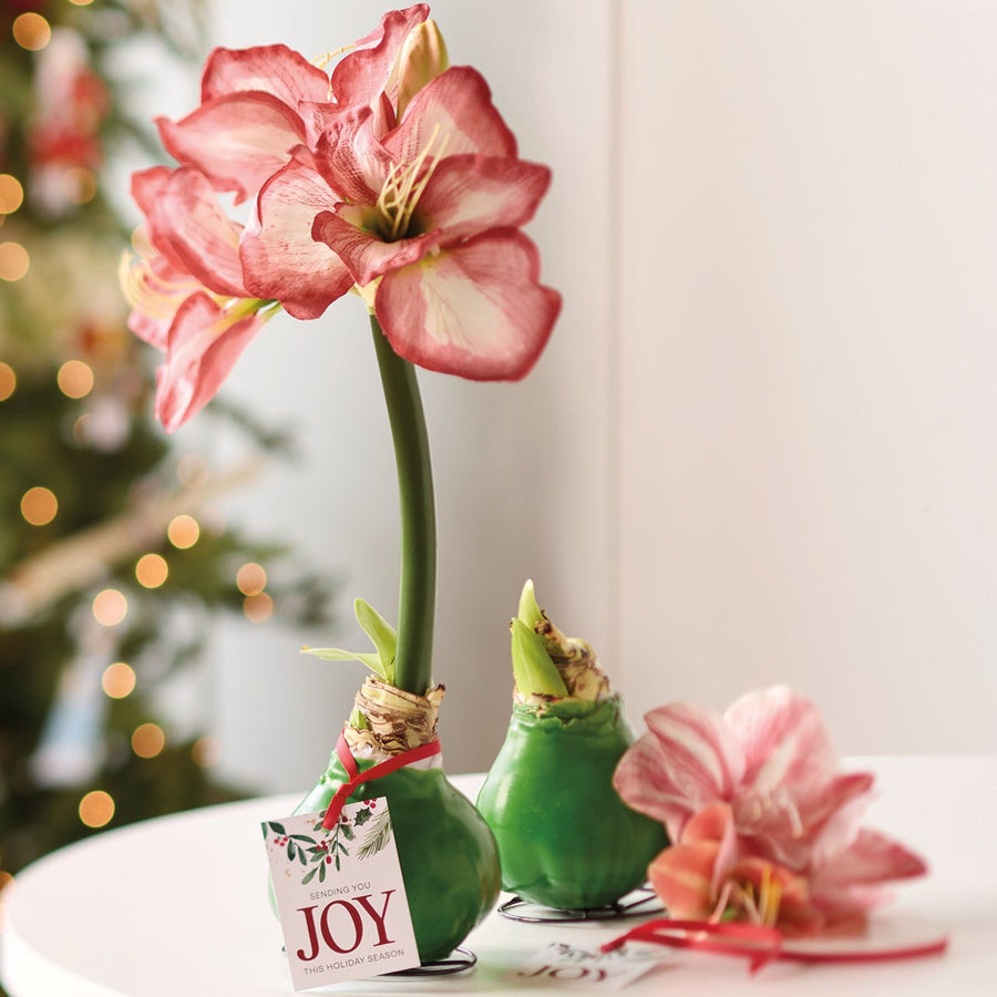 Sending Joy Amaryllis Bulb - Monticello Shop