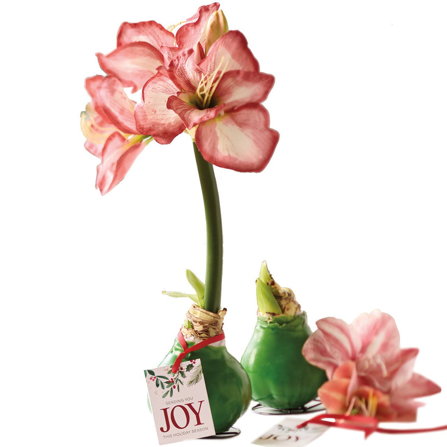 Sending Joy Amaryllis Bulb - Monticello Shop