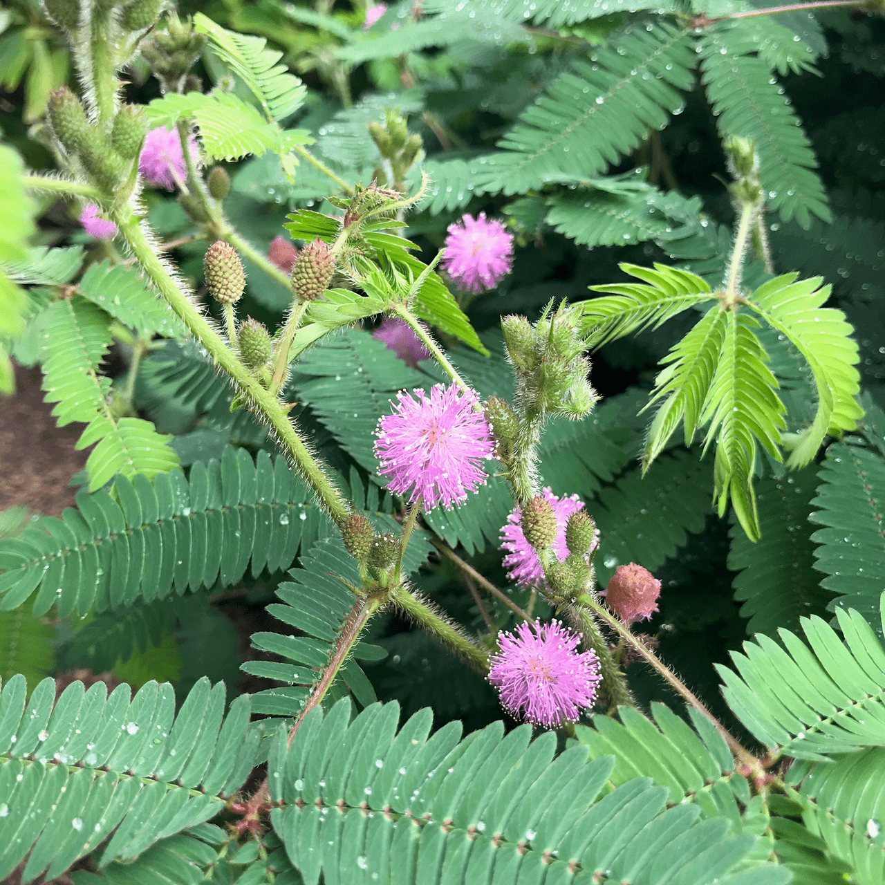 sensitive plant from seed Sensitive Plant Seeds (Mimosa pudica)