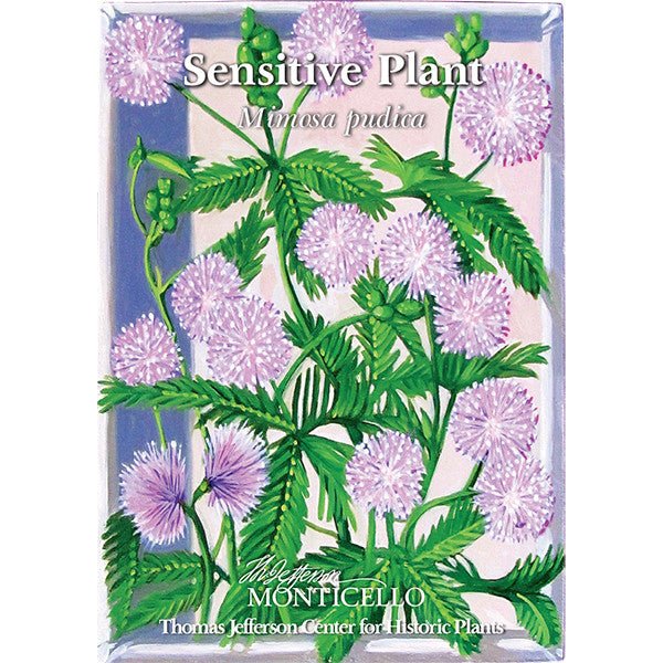 Sensitive Plant Seeds (Mimosa pudica) – Monticello Shop