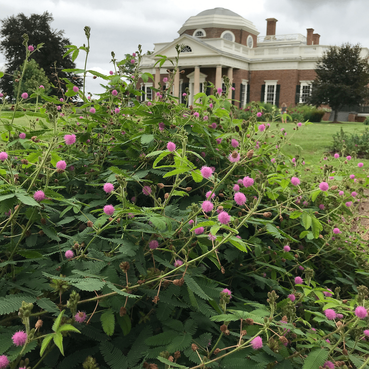 eden brothers mimosa seeds sensitive plant Sensitive Plant Seeds (Mimosa pudica) – Monticello Shop