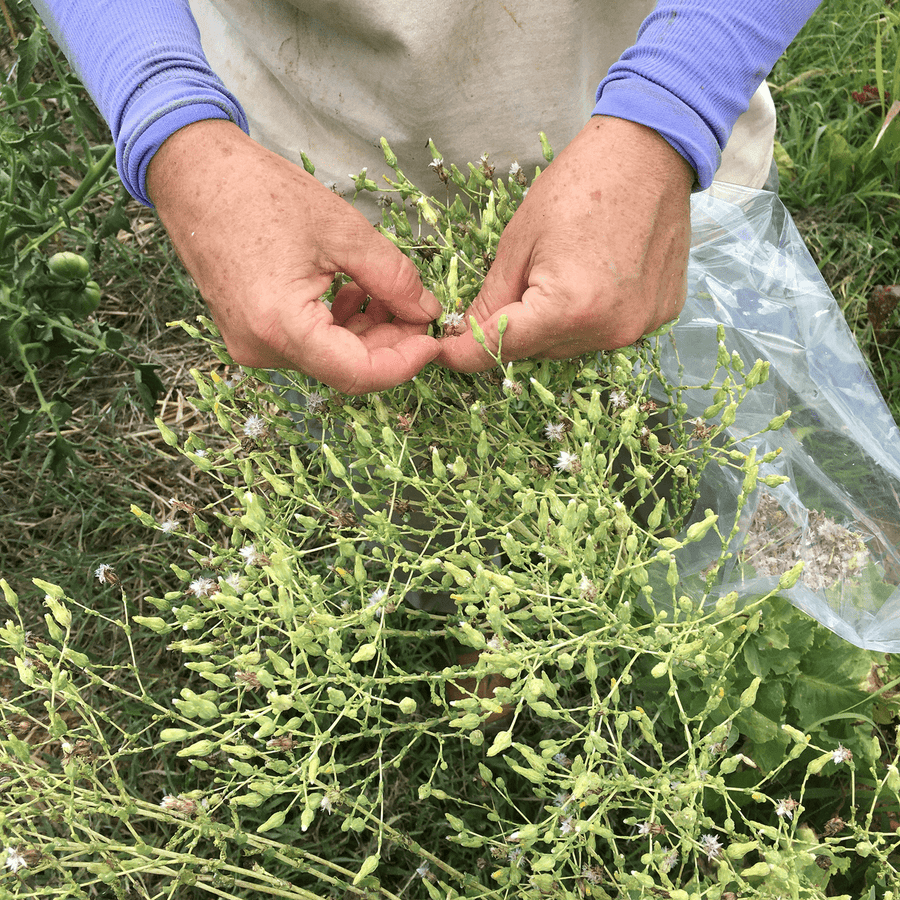 lettuce seeds or plants Silesia Lettuce Seeds (Lactuca sativa cv.) – Monticello Shop
