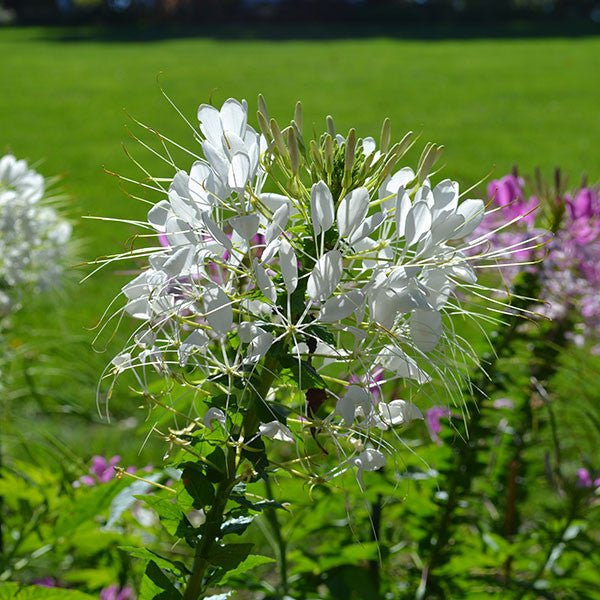 マトファー マジフラワー Spider Flower Seeds (Cleome hasslerana) – Monticello Shop