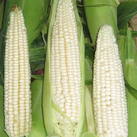 Stowell's Evergreen White Corn Seeds (Zea mays variety)