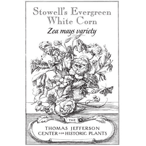 Stowell's Evergreen White Corn Seeds (Zea mays variety)