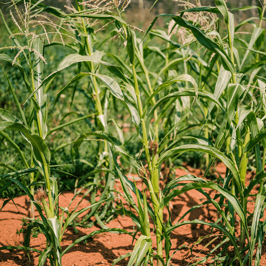 white corn seeds for planting Stowell's Evergreen White Corn Seeds (Zea mays variety) – Monticello Shop