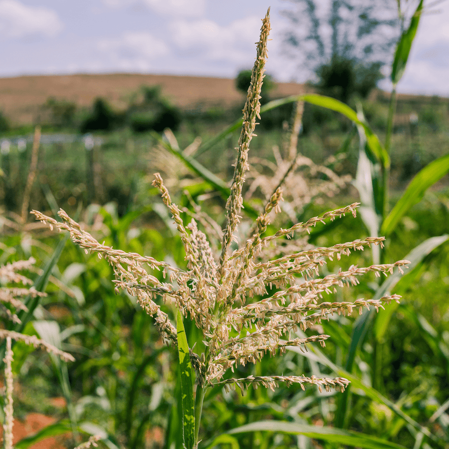 seeds on top of corn plant Stowell's Evergreen White Corn Seeds (Zea mays variety) – Monticello Shop